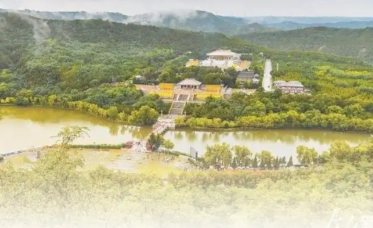同植“連根柏”共話復興夢